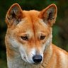 Wild Dingo